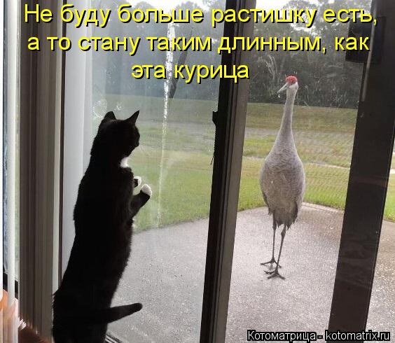 Котоматрица: Не буду больше растишку есть,  а то стану таким длинным, как  эта курица