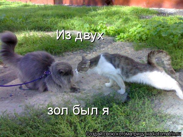 Из двух зол был я... Котоматрица: Из двух зол был я