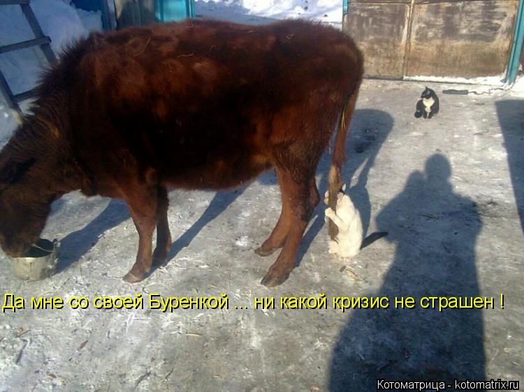Да мне со своей Буренкой ... ни какой кризис не страшен !... Котоматрица: Да мне со своей Буренкой ... ни какой кризис не страшен !
