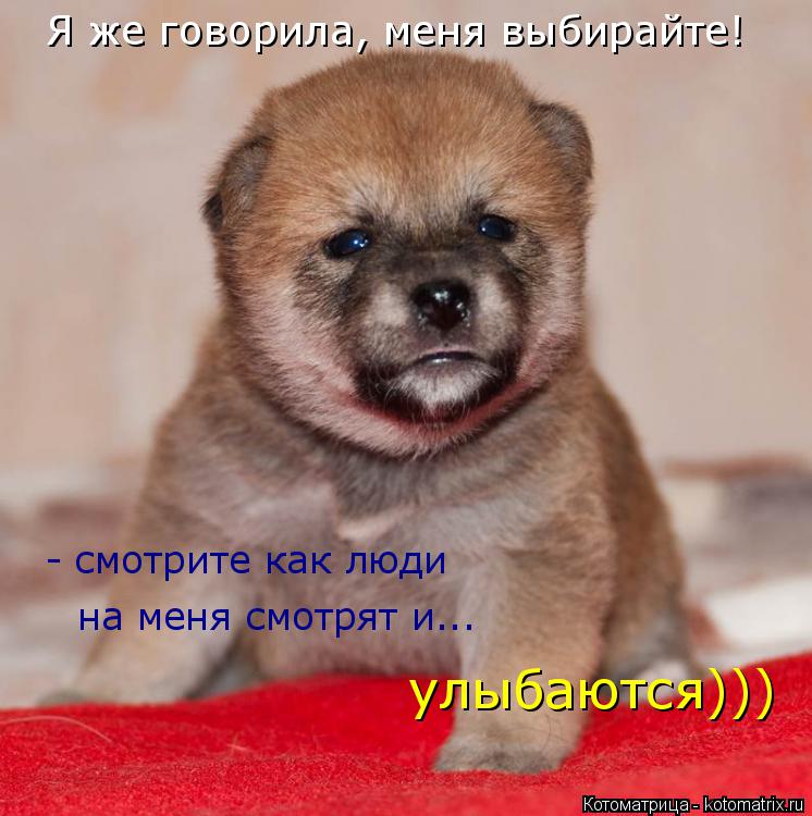 Я же говорила, меня выбирайте! - смотрите как люди на меня смотрят и... улыбаются)))... Котоматрица: Я же говорила, меня выбирайте! - смотрите как люди на меня смотрят и... улыбаются)))