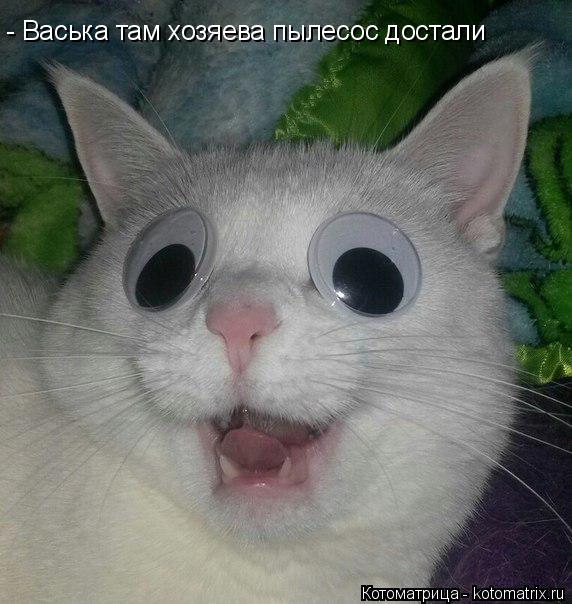 - Васька там хозяева пылесос достали... Котоматрица: - Васька там хозяева пылесос достали