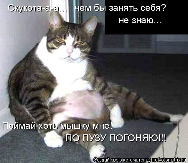 Котоматрица: Скукота-а-а...   чем бы занять себя? не знаю... ПО ПУЗУ ПОГОНЯЮ!!! Поймай хоть мышку мне!
