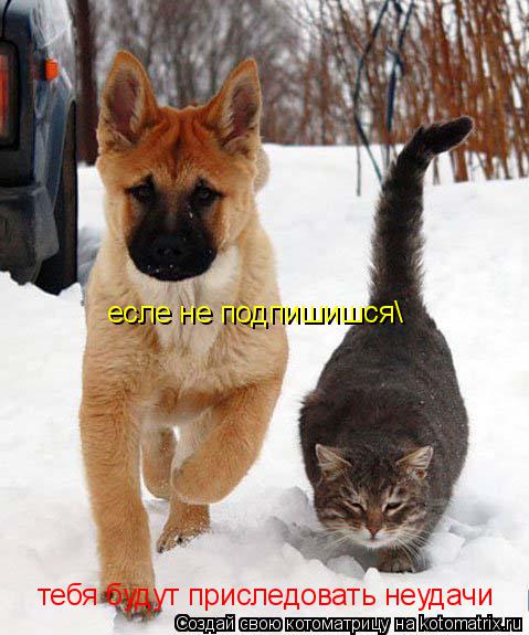 Котоматрица: есле не подпишишся\ тебя будут приследовать неудачи