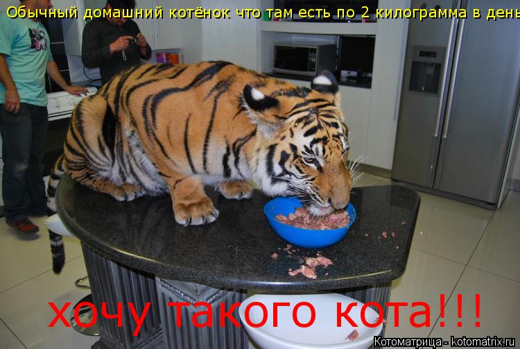 Обычный домашний котёнок что там есть по 2 килограмма в день хочу такого кота!!!... Котоматрица: Обычный домашний котёнок что там есть по 2 килограмма в день хочу такого кота!!!