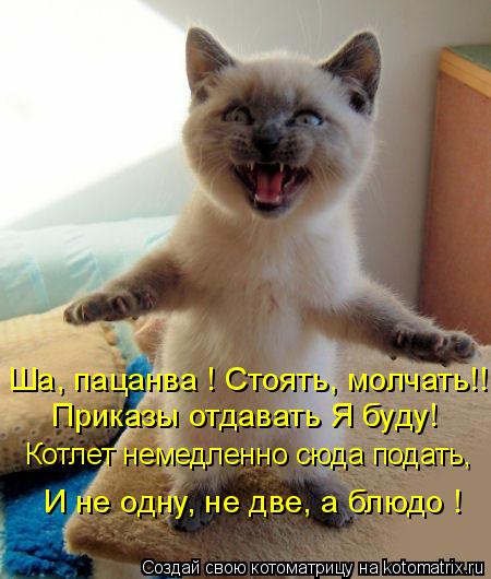 Ша, пацанва ! Стоять, молчать!!! Котлет немедленно сюда подать, Приказы отдавать Я буду! И не одну, н... Котоматрица: Ша, пацанва ! Стоять, молчать!!! Котлет немедленно сюда подать, Приказы отдавать Я буду! И не одну, не две, а блюдо !