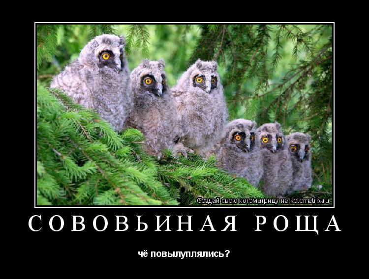 Котоматрица: СОВОВЬИНАЯ РОЩА чё повылуплялись?