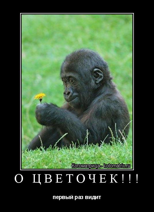 Котоматрица: О ЦВЕТОЧЕК!!! первый раз видит
