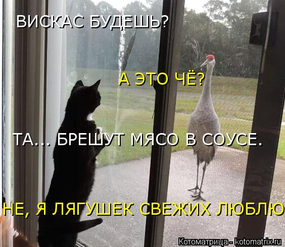 Котоматрица: ВИСКАС БУДЕШЬ? А ЭТО ЧЁ? ТА... БРЕШУТ МЯСО В СОУСЕ. НЕ, Я ЛЯГУШЕК СВЕЖИХ ЛЮБЛЮ