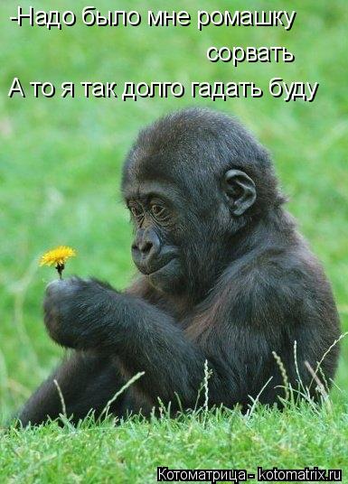 Котоматрица: -Надо было мне ромашку  сорвать  А то я так долго гадать буду