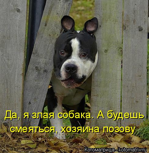 Котоматрица: Да, я злая собака. А будешь смеяться, хозяина позову