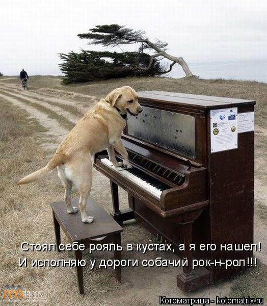 Котоматрица: А я его нашел!  Стоял себе рояль в кустах, а я его нашел! И исполняю у дороги собачий рок-н-рол!!!
