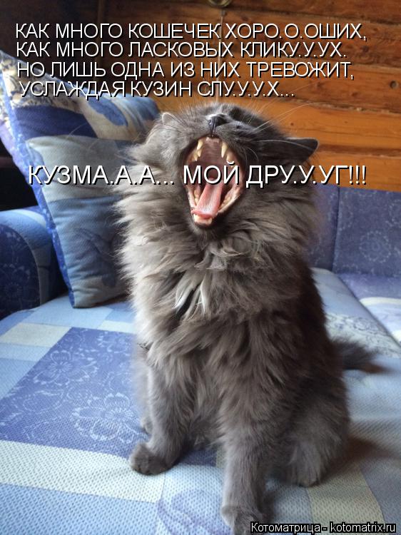 Котоматрица: КАК МНОГО КОШЕЧЕК ХОРО.О.ОШИХ, КАК МНОГО ЛАСКОВЫХ КЛИКУ.У.УХ. НО ЛИШЬ ОДНА ИЗ НИХ ТРЕВОЖИТ, УСЛАЖДАЯ КУЗИН СЛУ.У.У.Х... КУЗМА.А.А... МОЙ ДРУ.У.УГ!!!