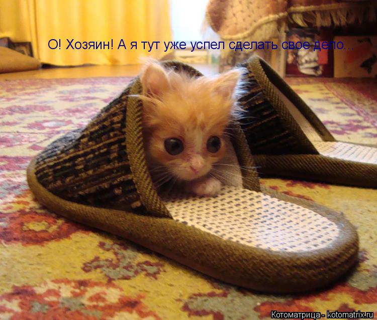 Котоматрица: О! Хозяин! А я тут уже успел сделать свое дело...