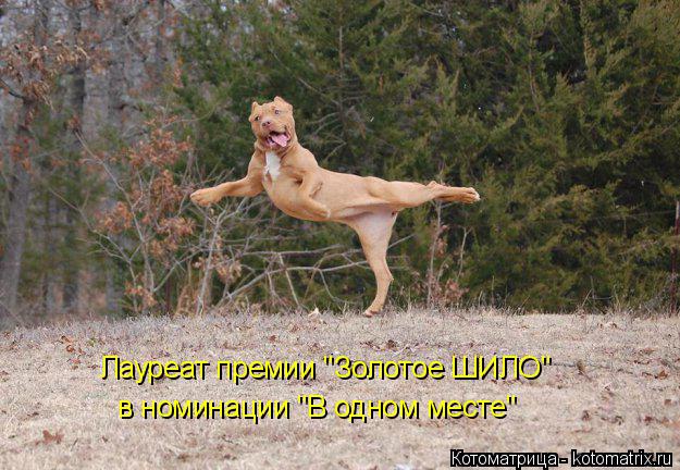 Лауреат премии "Золотое ШИЛО" в номинации "В одном месте"... Котоматрица: Лауреат премии "Золотое ШИЛО" в номинации "В одном месте"