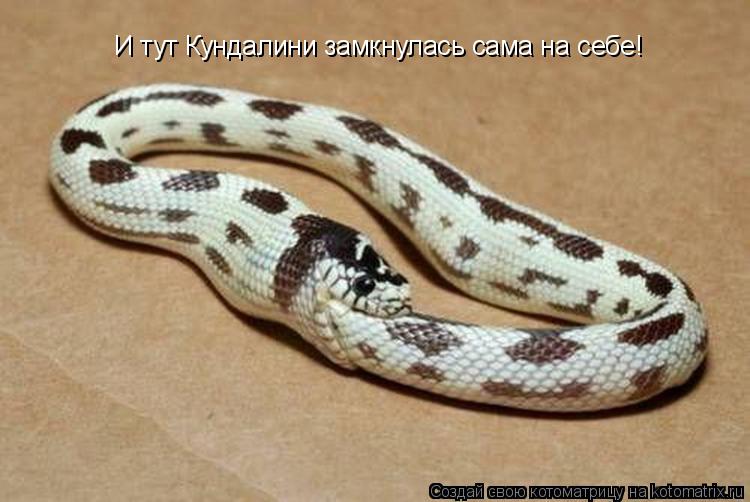 Котоматрица: И тут Кундалини замкнулась сама на себе!