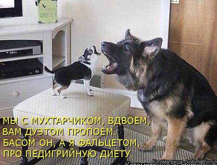 ПРО ПЕДИГРИЙНУЮ ДИЕТУ. БАСОМ ОН, А Я ФАЛЬЦЕТОМ, ВАМ ДУЭТОМ ПРОПОЁМ. МЫ С МУХТАРЧИКОМ, ВДВОЁМ,... Котоматрица: ПРО ПЕДИГРИЙНУЮ ДИЕТУ. БАСОМ ОН, А Я ФАЛЬЦЕТОМ, ВАМ ДУЭТОМ ПРОПОЁМ. МЫ С МУХТАРЧИКОМ, ВДВОЁМ,