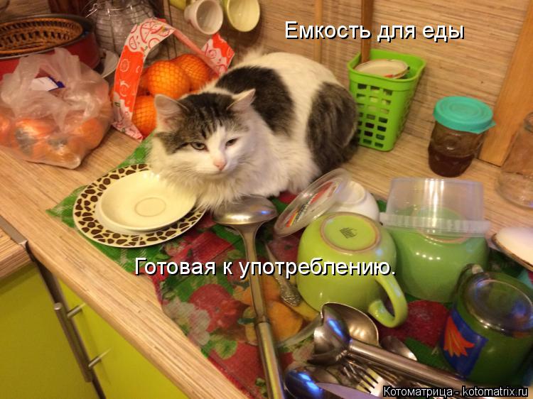 Котоматрица: Емкость для еды Готовая к употреблению.