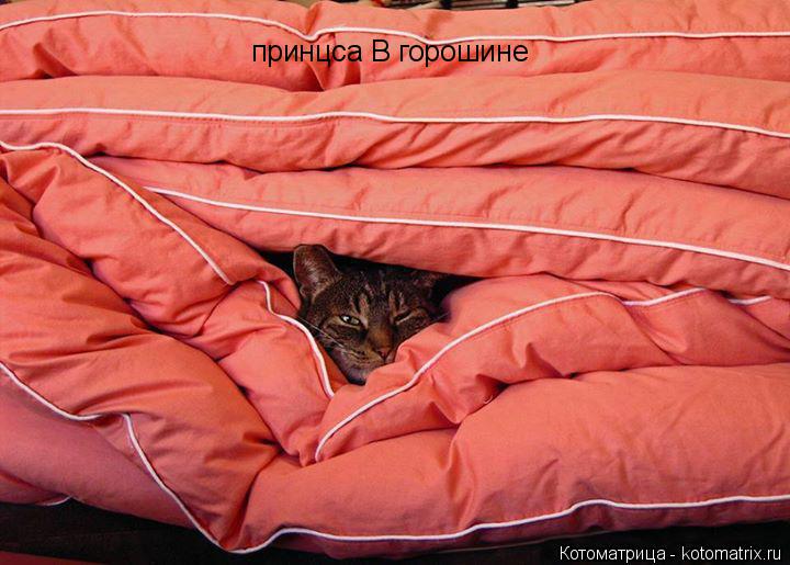 Котоматрица: принцса В горошине