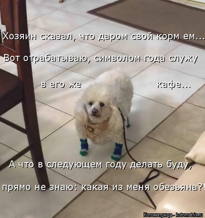 Котоматрица: Хозяин сказал, что даром свой корм ем... Вот отрабатываю, символом года служу в его же                       кафе... А что в следующем году делать буду, п