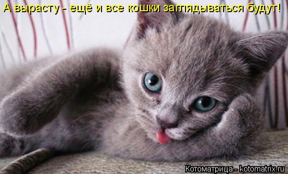 Котоматрица: А вырасту - ещё и все кошки заглядываться будут!