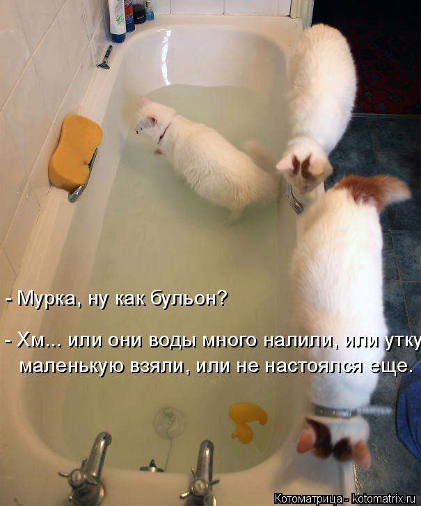 Котоматрица: - Мурка, ну как бульон? - Хм... или они воды много налили, или утку маленькую взяли, или не настоялся еще.