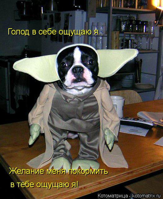 Голод в себе ощущаю я. Желание меня покормить в тебе ощущаю я!... Котоматрица: Голод в себе ощущаю я. Желание меня покормить в тебе ощущаю я!