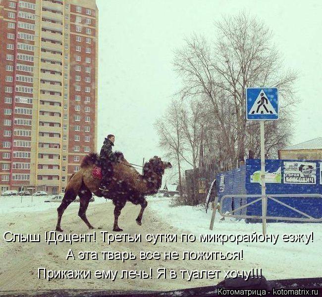 Котоматрица: Слыш !Доцент! Третьи сутки по микрорайону езжу! А эта тварь все не ложиться! Прикажи ему лечь! Я в туалет хочу!!!