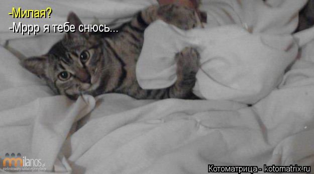 -Мррр я тебе снюсь... -Милая?... Котоматрица: -Мррр я тебе снюсь... -Милая?