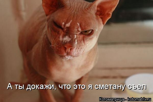 Котоматрица: А ты докажи, что это я сметану съел