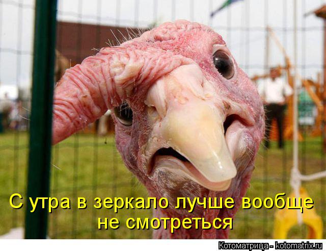 Котоматрица: С утра в зеркало лучше вообще  не смотреться