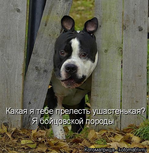 Котоматрица: Какая я тебе прелесть ушастенькая? Я бойцовской породы