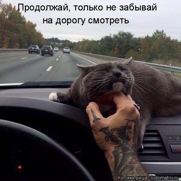 Котоматрица: Продолжай, только не забывай на дорогу смотреть