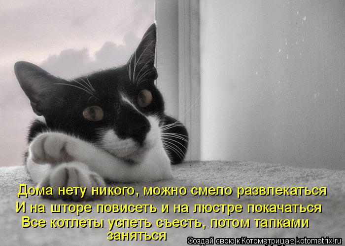 Котоматрица: Дома нету никого, можно смело развлекаться И на шторе повисеть и на люстре покачаться Все котлеты успеть съесть, потом тапками заняться