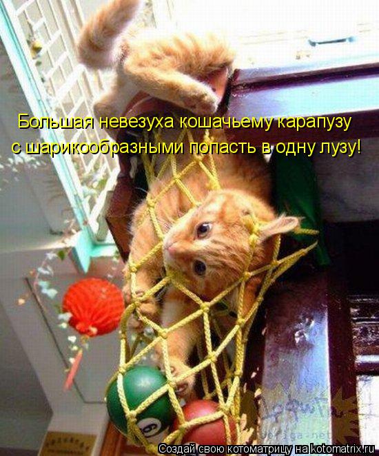 Котоматрица: Большая невезуха кошачьему карапузу  с шарикообразными попасть в одну лузу!