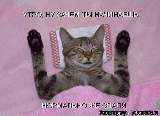 Котоматрица: УТРО, НУ ЗАЧЕМ ТЫ НАЧИНАЕШЬ, НОРМАЛЬНО ЖЕ СПАЛИ.