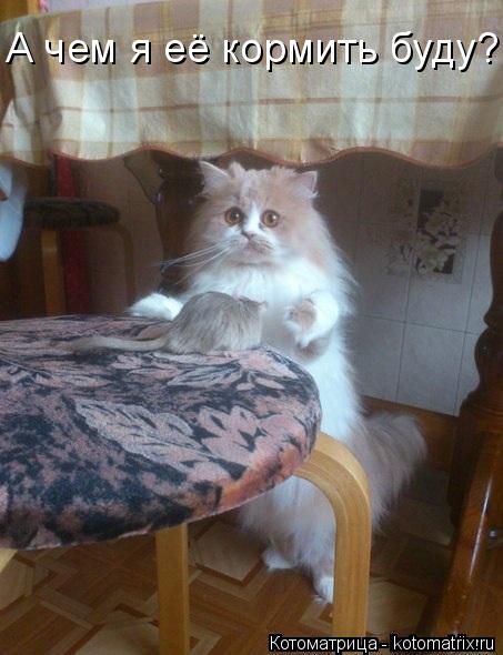 А чем я её кормить буду?... Котоматрица: А чем я её кормить буду?