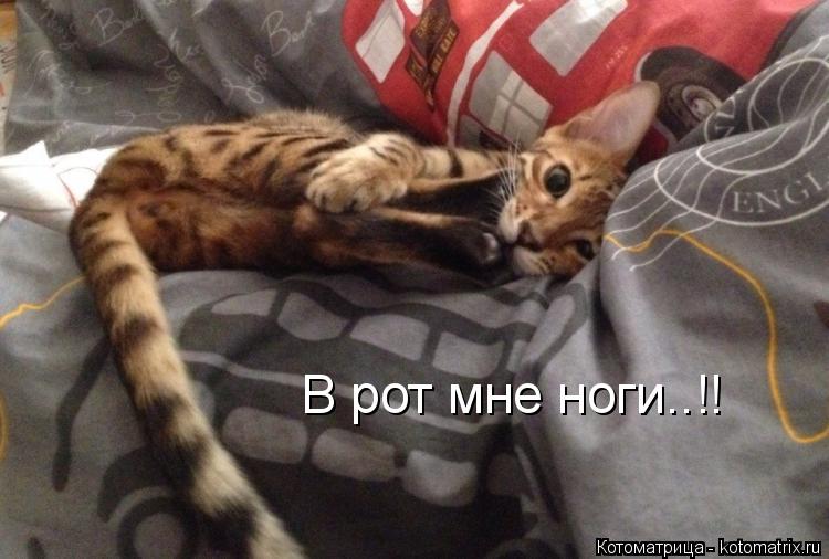 Котоматрица: В рот мне ноги..!!