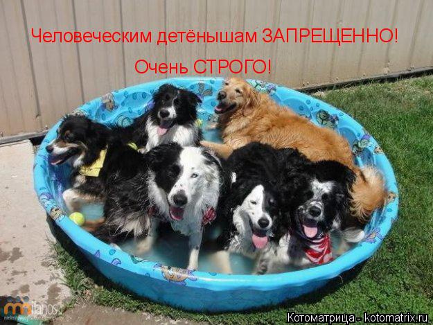Котоматрица: Человеческим детёнышам ЗАПРЕЩЕННО! Очень СТРОГО!