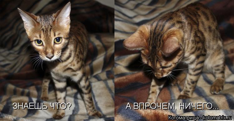 Котоматрица: А ВПРОЧЕМ, НИЧЕГО... ЗНАЕШЬ ЧТО?