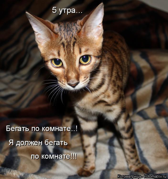 Котоматрица: 5 утра... Бегать по комнате..! Я должен бегать  по комнате!!!