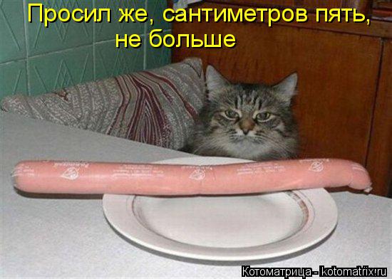 Котоматрица: Просил же, сантиметров пять, не больше