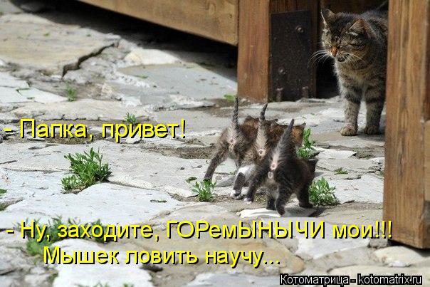 Котоматрица: - Ну, заходите, ГОРемЫНЫЧИ мои!!! Мышек ловить научу... - Папка, привет!
