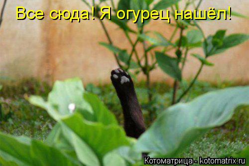 Котоматрица: Все сюда! Я огурец нашёл!