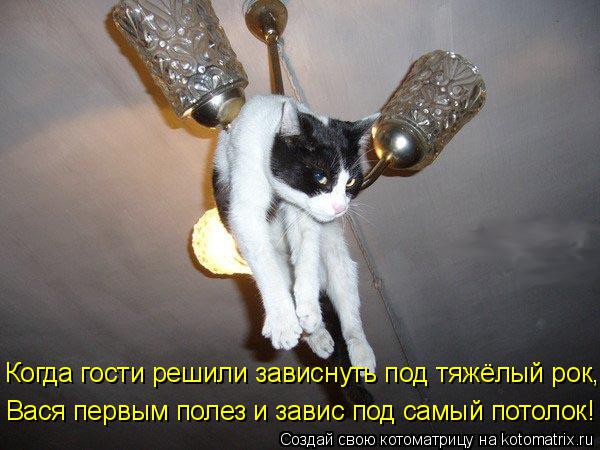 Котоматрица: Когда гости решили зависнуть под тяжёлый рок, Вася первым полез и завис под самый потолок!