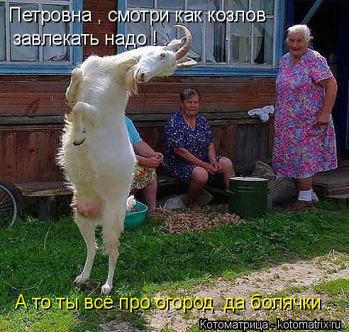 Котоматрица: Петровна , смотри как козлов  завлекать надо ! . А то ты всё про огород  да болячки .