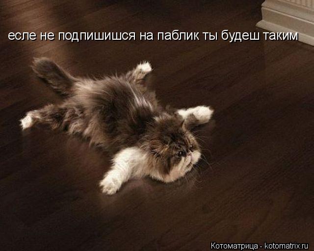 Котоматрица: есле не подпишишся на паблик ты будеш таким
