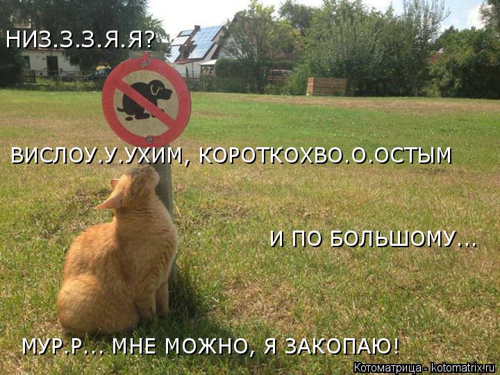 Котоматрица: НИЗ.З.З.Я.Я? ВИСЛОУ.У.УХИМ, КОРОТКОХВО.О.ОСТЫМ И ПО БОЛЬШОМУ... МУР.Р... МНЕ МОЖНО, Я ЗАКОПАЮ!