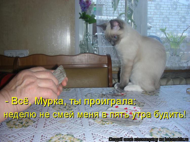 Котоматрица: - Всё, Мурка, ты проиграла: неделю не смей меня в пять утра будить!