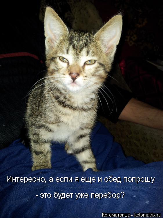 Котоматрица: Интересно, а если я еще и обед попрошу - это будет уже перебор?