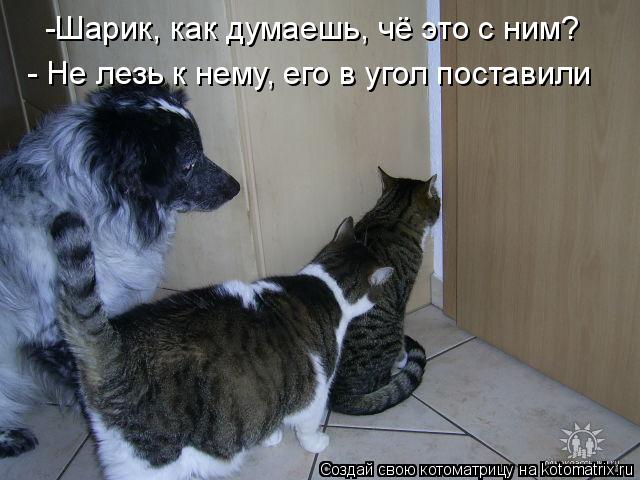 Котоматрица: -Шарик, как думаешь, чё это с ним? - Не лезь к нему, его в угол поставили